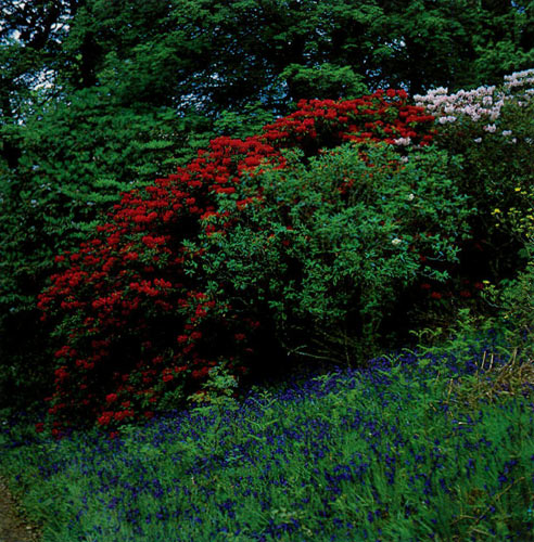 Ardkinglas Woodland Garden