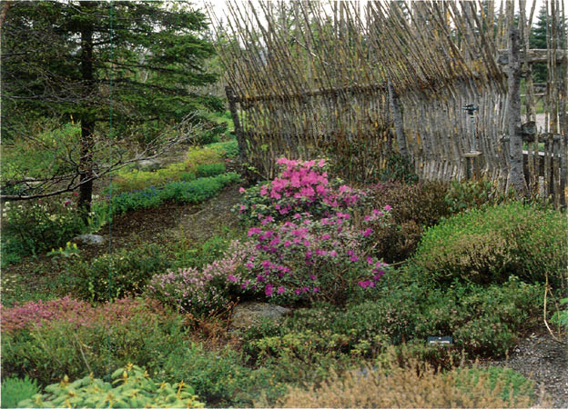 Peat bed at the Memorial University
Botanical Garden featuring R. PJM Group