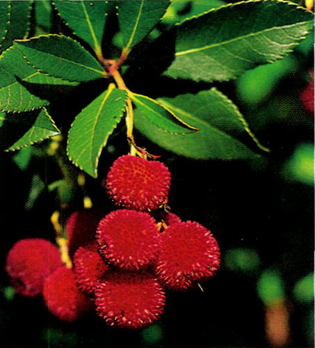 Fruit of Arbutus unedo