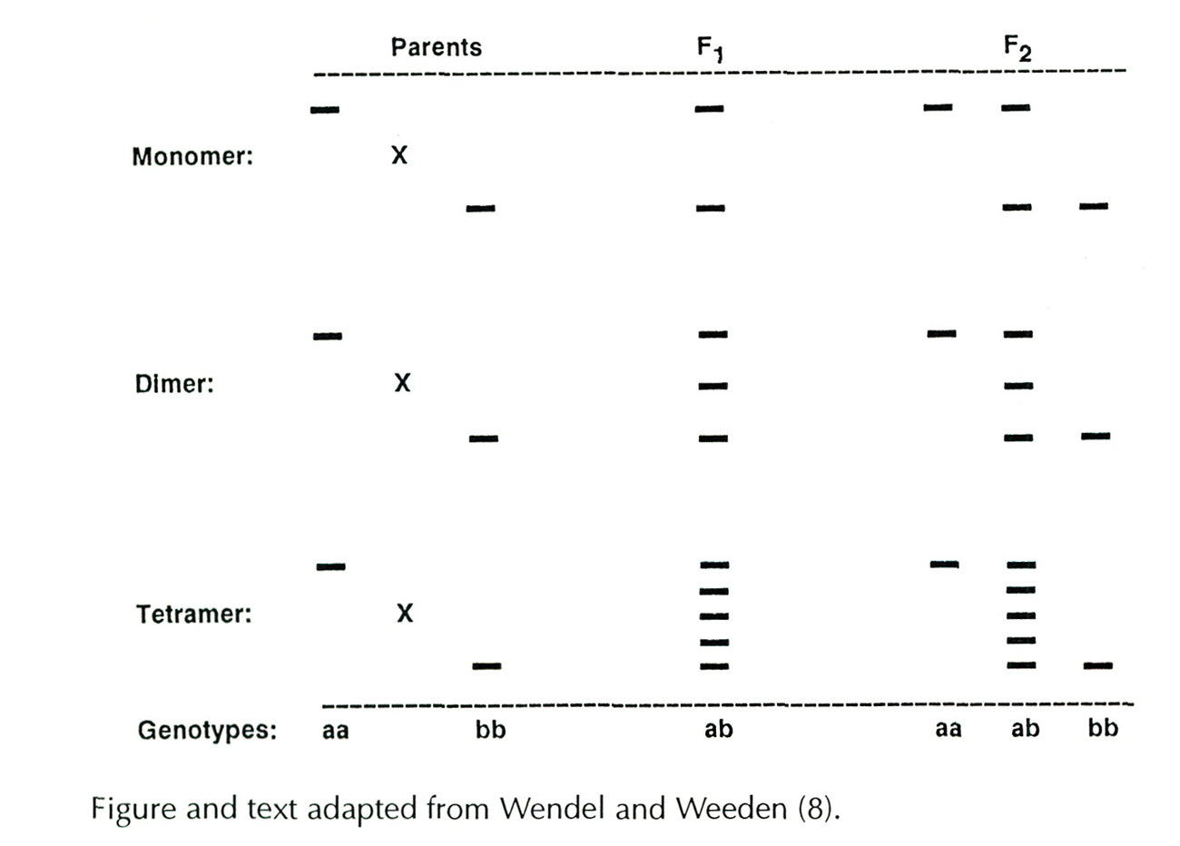 relationships between banding patterns, 