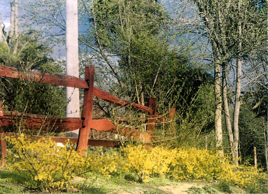 Forsythia winter damaged