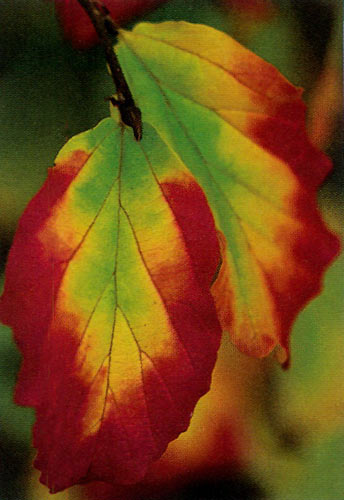 Parrotia persica, the parrot tree
of Persia