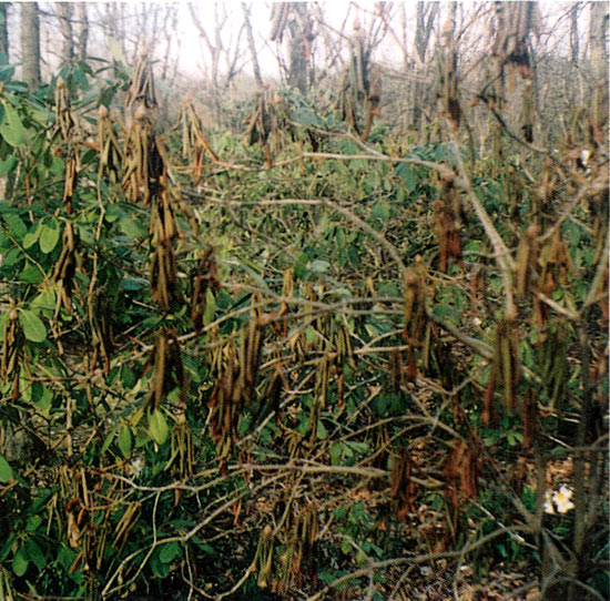 R. fortunei winter damage