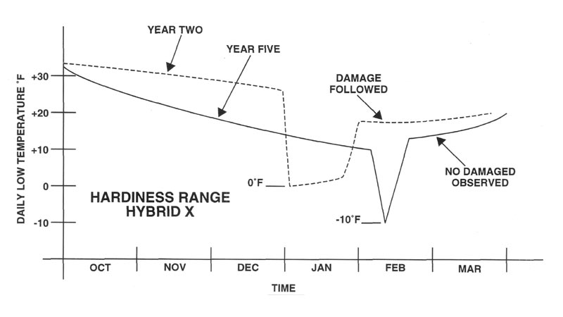 temperature-time histories for two
winters which defined the hardiness range for hybrid plant