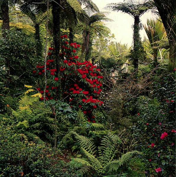 New Zealand hybrid R. 'Kaponga' nestled
amongst tree ferns and palms