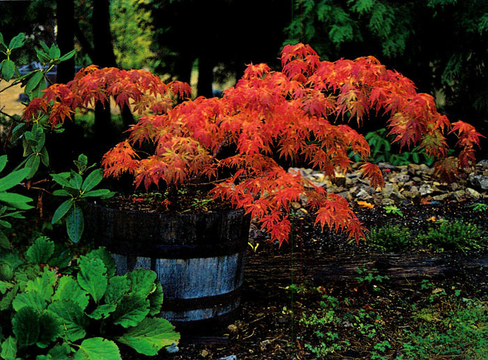 Acer palmatum