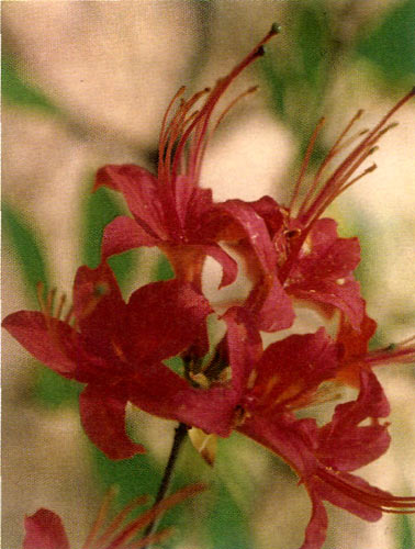 Rhododendron prunifolium