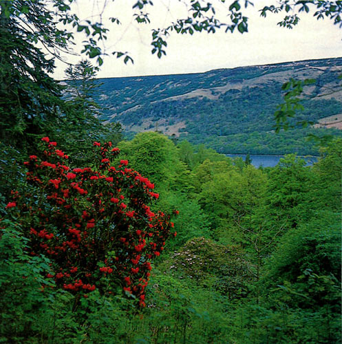 Crarae Garden