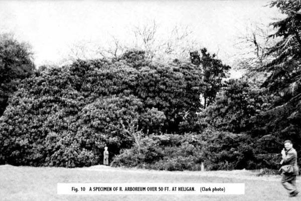 R. arboreum over 50 ft. at Heligan