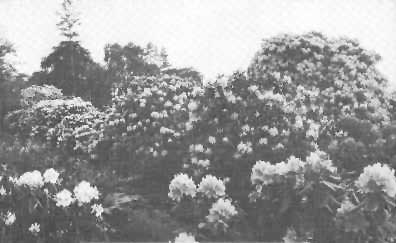 Hybrids at Knapp Hill Nursery