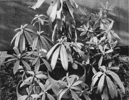 Four year old rhododendron seedlings with flower buds.