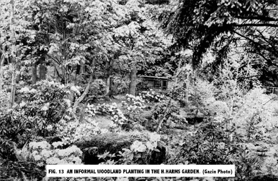 An informal woodland planting in the Harms Garden.