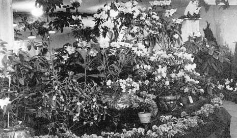 Display of plants in the Maddenii series