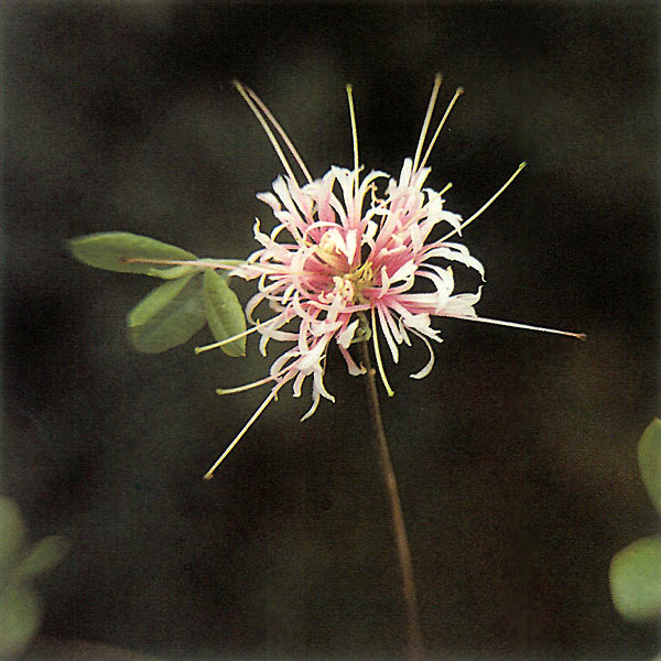 R. canescens with narrow petals and 
no stamens