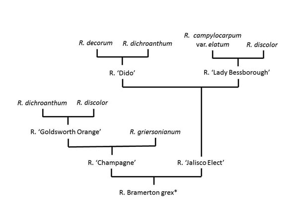 Parentage of R. Bramerton grex