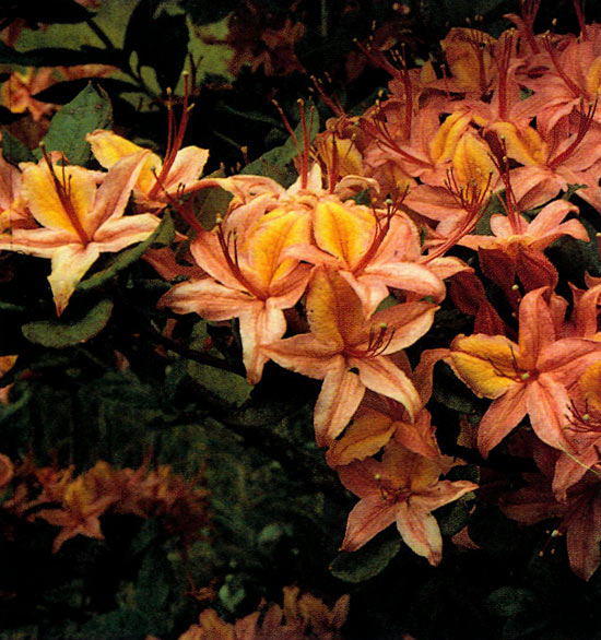 Brilliant orange and yellow 
hybrid azalea in hybrid swarm.