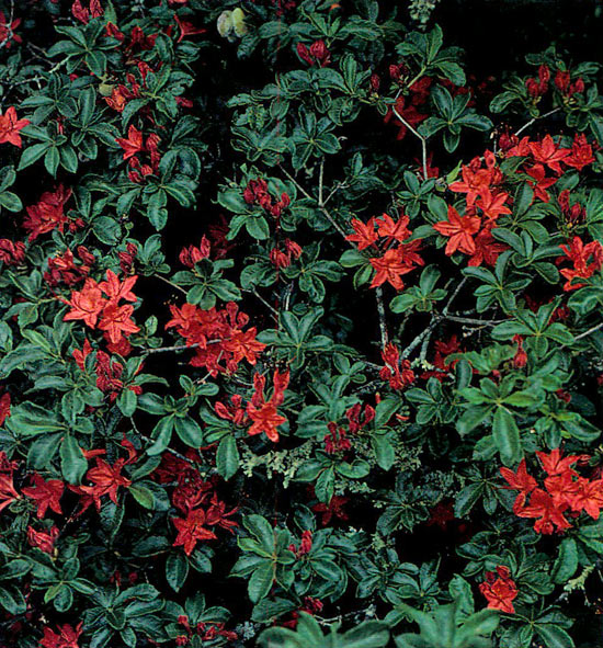 Red flowered plant probably 
mainly R. cumberlandense.