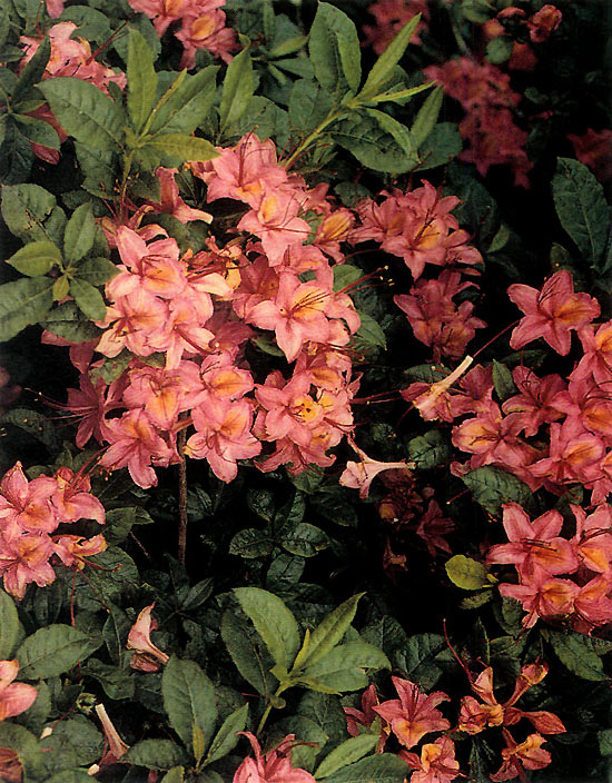 Pink flowered azalea in 
hybrid swarm.