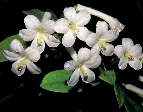 R. loranthiflorum on suspended log.