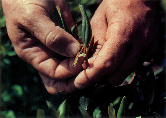 Demonstrating the 
proper stage of growth for a semi-hardwood cutting