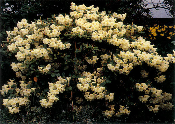 A campylocarpum/williamsianum cross 
produced the Moonstone Group in 1933.