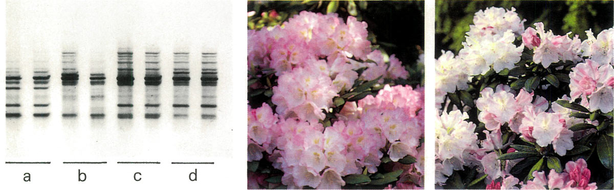 Figure 2: DNA fingerprints 
of four plants involving R. yakushimanum