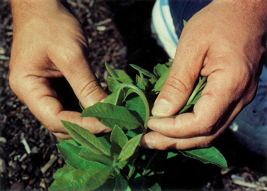 Demonstrating the flexibility of stem 
tissue when at the proper stage for softwood cuttings