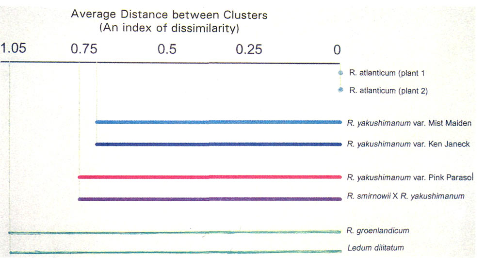 Figure 4. Cluster analysis of RAPD 
amplification profiles produced from various rhododendrons.