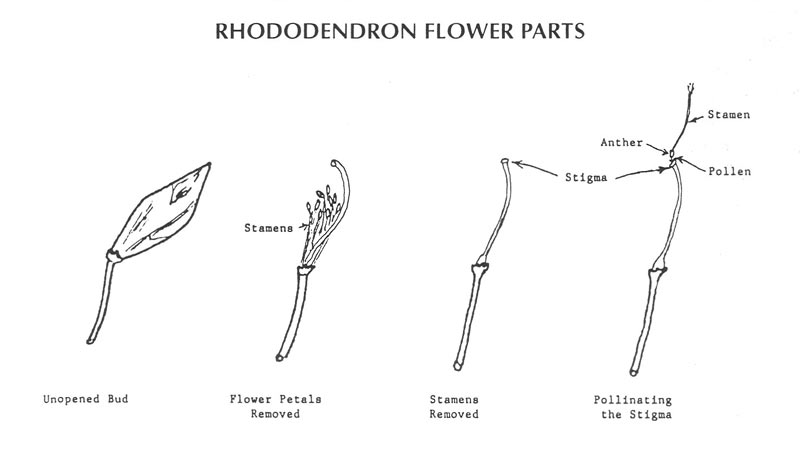 Flower anatomy