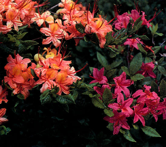 Pale salmon and deep pink 
azaleas in hybrid swarm.