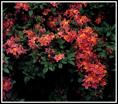 Pink flowered azalea in hybrid swarm on Gregory Bald