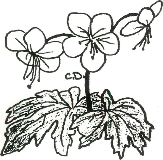 Geranium macrorrhizum