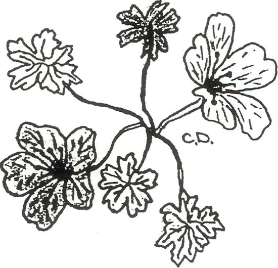 Geranium cinereum 'Ballerina'