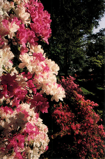 Azalea 'Vittata Fortunei'