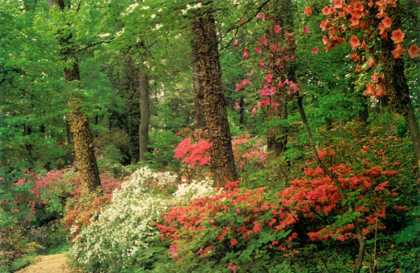 Mt. Hamilton hillside 
of Glenn Dale azaleas, U.S. National Arboretum