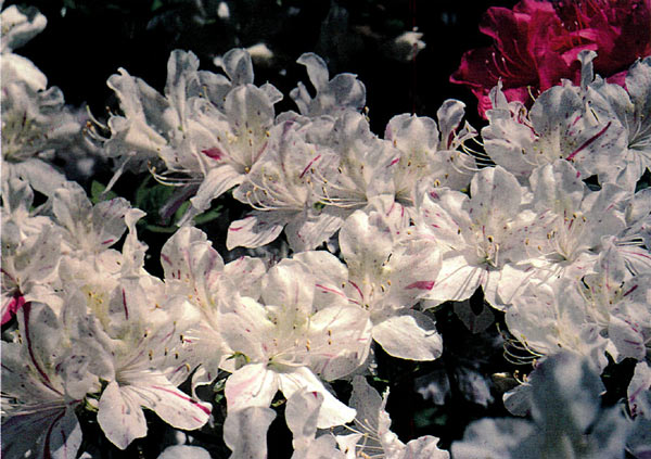 Glenn Dale azalea Geisha'