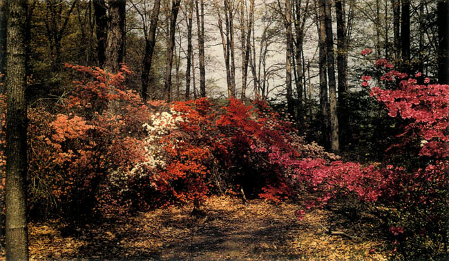 The azalea woods at the 
Glenn Dale Plant Introduction Station