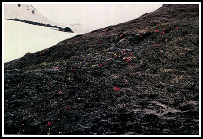 R. forrestii and R. chamaethomsonii on the Doshong La, Tibet