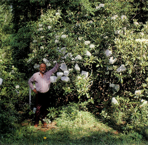 Rhododendron brachycarpum
ssp. tigerstedtii