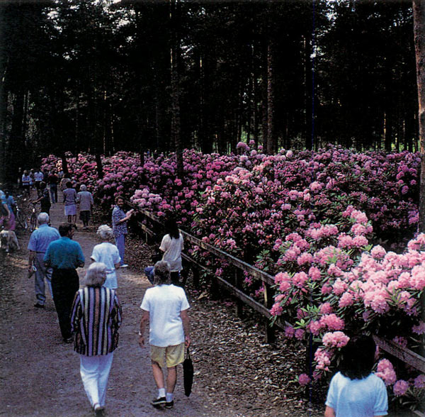 Helsinki city main
hybrid rhododendron orchard