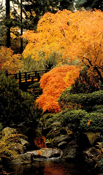 Strolling Pond Garden
with Moon Bridge in background.