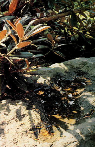 Tea Garden with
Rhododendron yakushimanum above pool in stone.