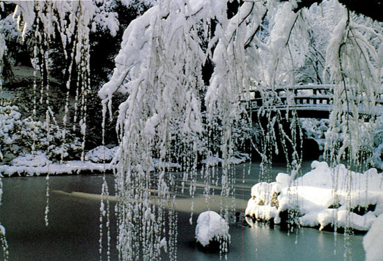 Weeping willow and
Moon Bridge in Upper Strolling Pond Garden.