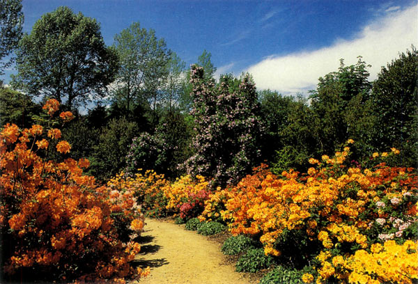 Azaleas and Abutilon vitifolium.