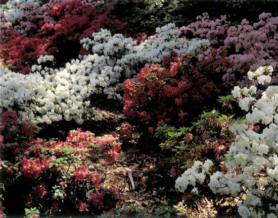 Azalea grouping at the
Toronto home of Laura Grant.