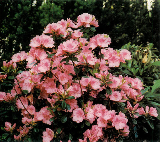 R. 'Blaauw's Pink'