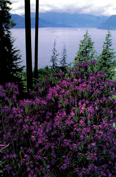 Mossakowski garden with R. augustinii
and Howe Sound in the background.