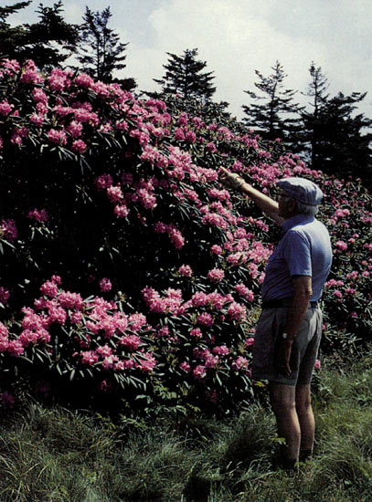 R. catawbiense on Roan Mountain