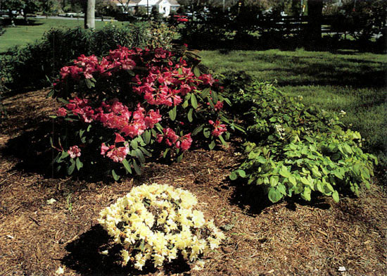 'Dexter's Orange', R. keiskei and
Epimedium.