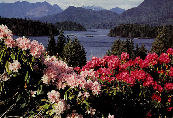 Gibson Garden, Tofino